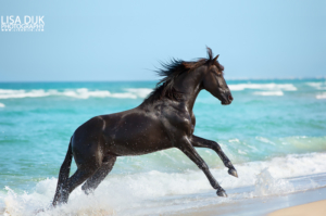 Araber-Berber Pferd am Strand
