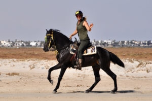 Araber-Berber Pferd